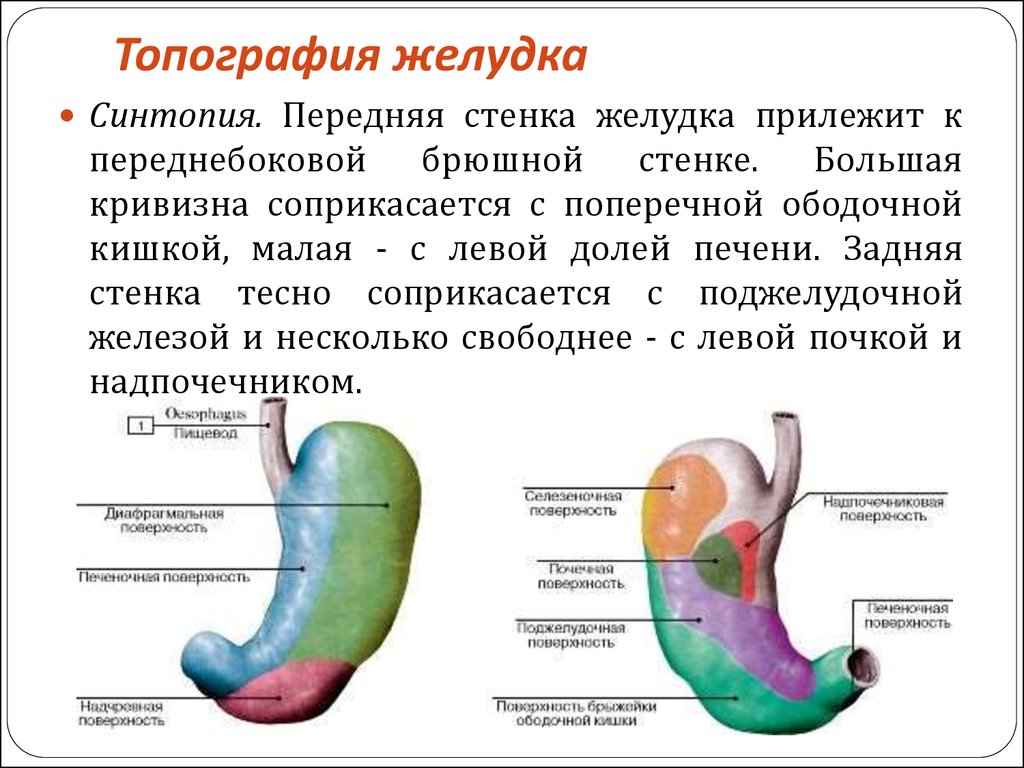 Какие отделы выделяют в желудке. Желудок топография строение. Топографическая анатомия желудка. Отделы желудка топографическая анатомия. Передняя стенка желудка соприкасается с.