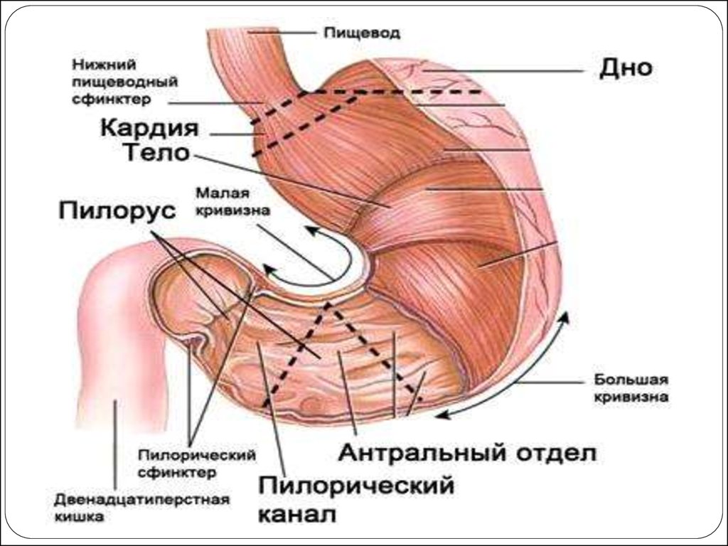 Кардия это. Строение желудка анатомия привратник. Пилорический сфинктер желудка анатомия. Строение желудка человека привратник.