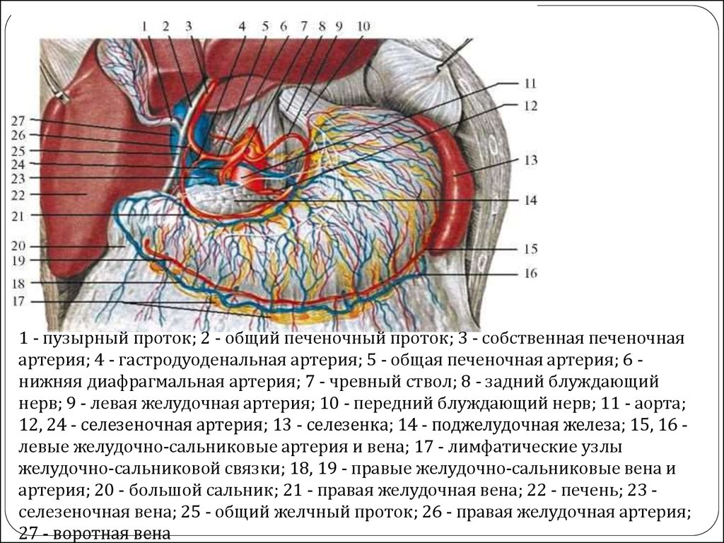 Правая желудочно сальниковая артерия