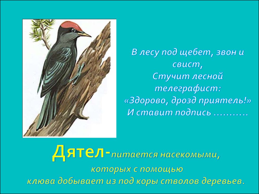 Свист звон. В лесу под Щебет звон и свист. Птица которая стучит. Дятел с подписью. Лесной телеграфист птица.