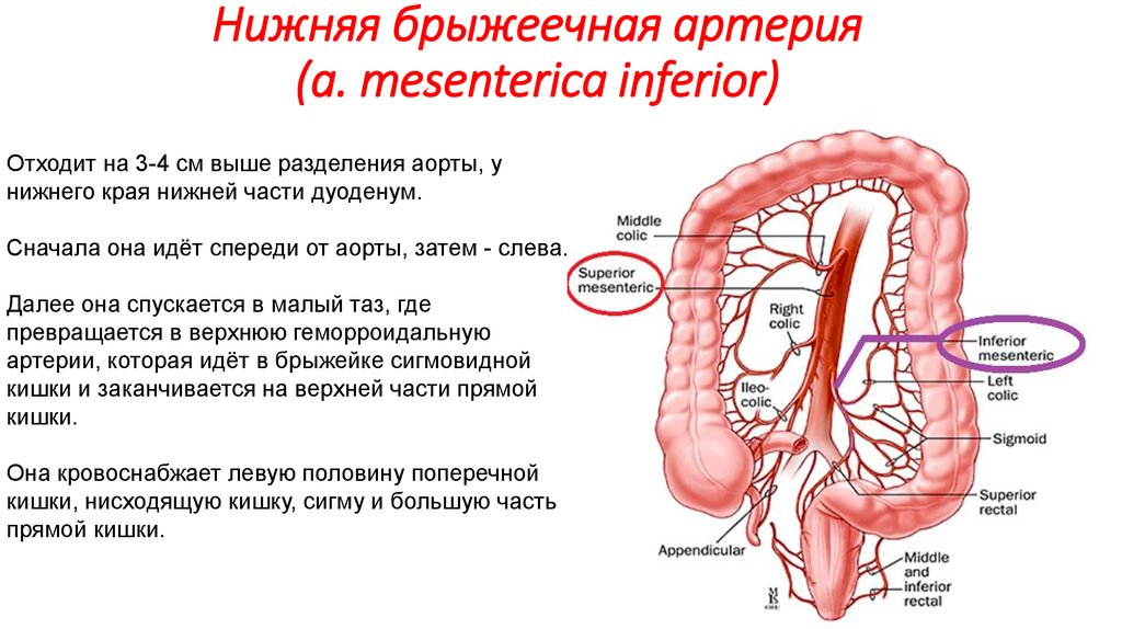 По большей части. Ветви нижней брыжеечной артерии кровоснабжают. Нижняя брыжеечная артерия анатомия кровоснабжает. 1. Верхняя брыжеечная артерия. Кровоснабжение нижней брыжеечной артерии.