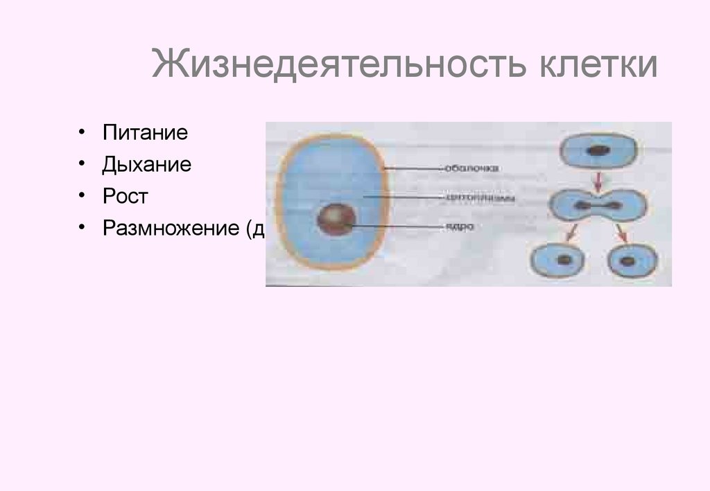 Жизнедеятельности протекают в клетках. Жизнедеятельность клетки питание дыхание рост. Схема процессы жизнедеятельности клетки. Процесс жизнедеятельности клетки размножение. Процессы жизнедеятельности клетки деление.