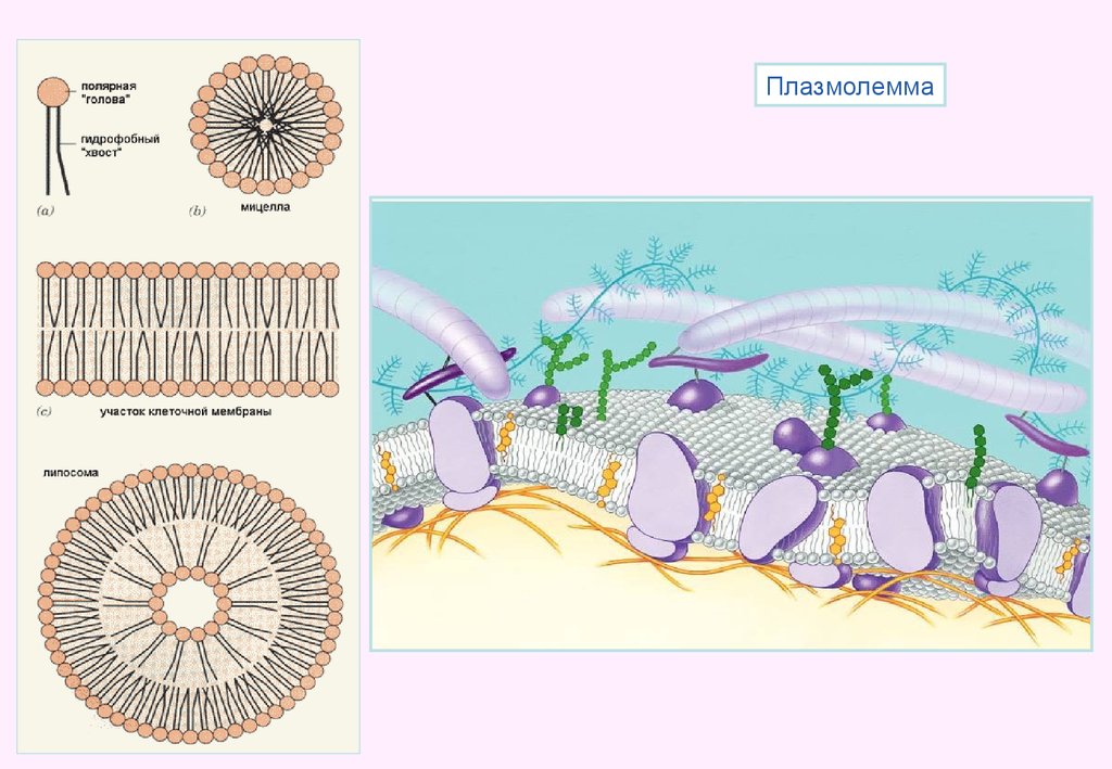 Схема плазмолеммы гистология