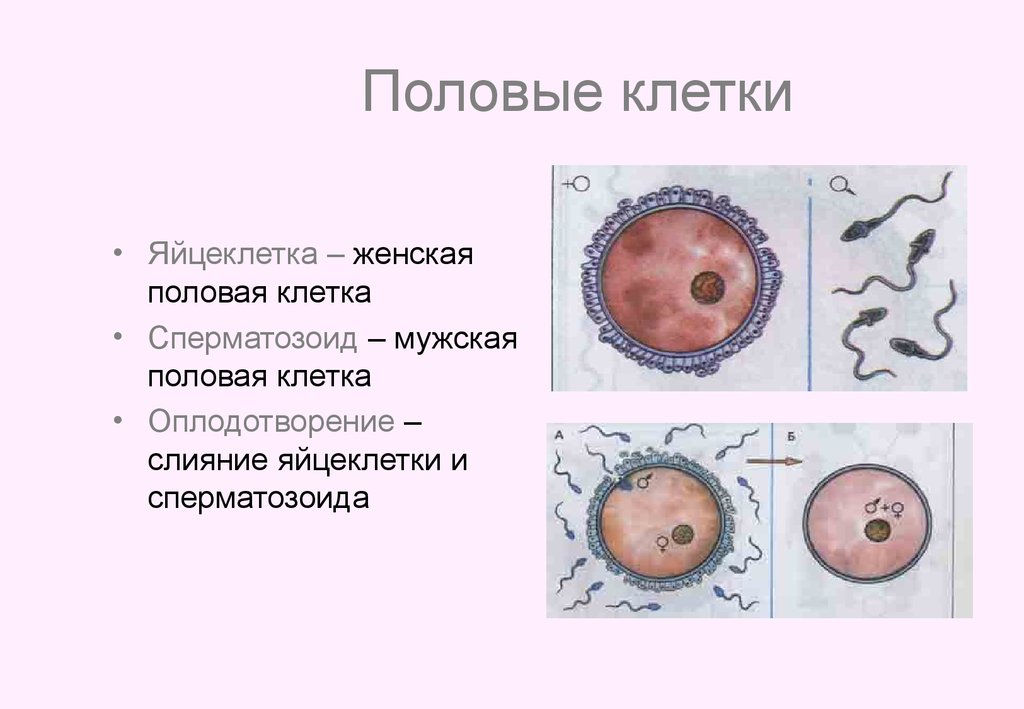 Различие мужских и женских половых клеток