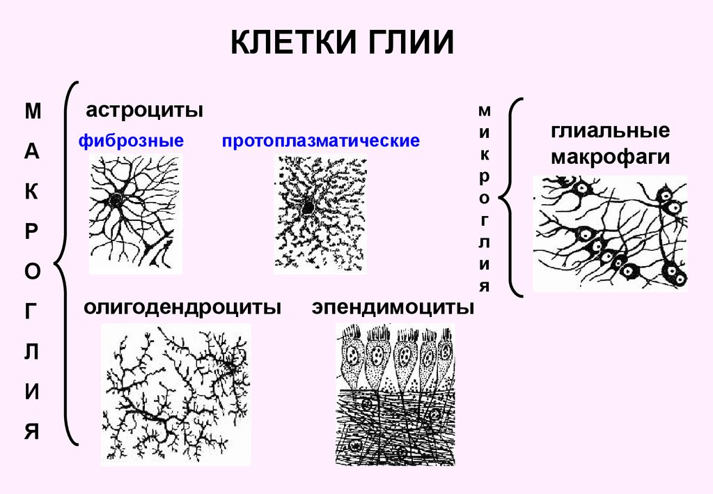 Глиальные клетки. Клетки глии строение. Типы глиальных клеток рисунок. Глиальные клетки строение. Типы клеток нейроглии.