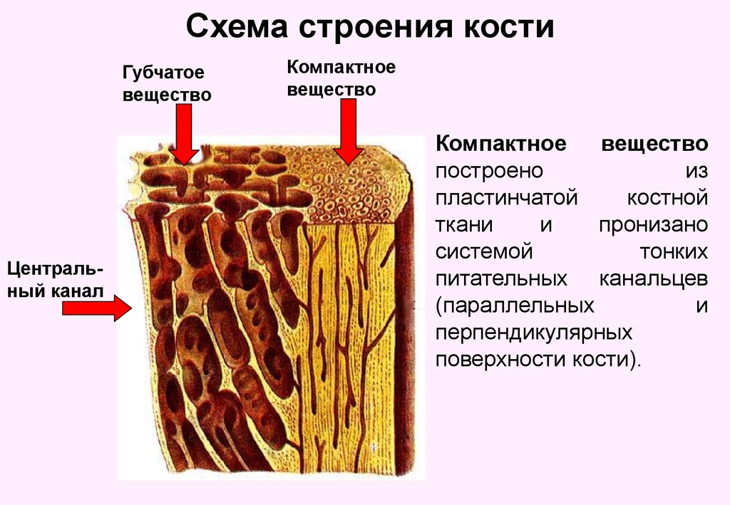 Почему строения. Губчатое и компактное вещество костной ткани. Губчатая и компактная костная ткань. Костная ткань компактное вещество губчатое вещество. Компактное вещество пластинчатой костной ткани строение.