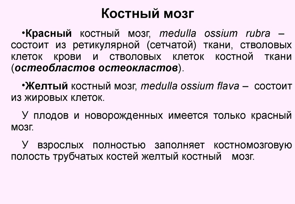 Желтый костный мозг