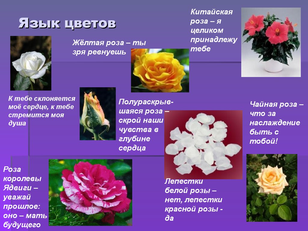 Информация о цветах памяти. Символ любви на языке цветов. Значение цветка. Язык растений и цветов.