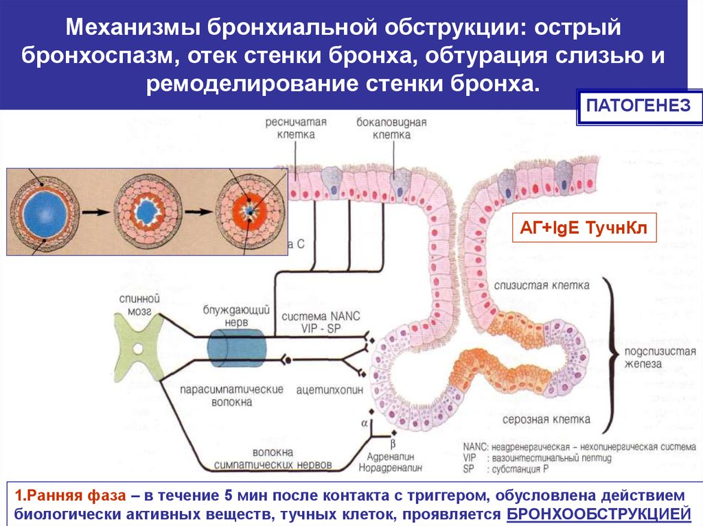 Бронхиальная астма патофизиология презентация