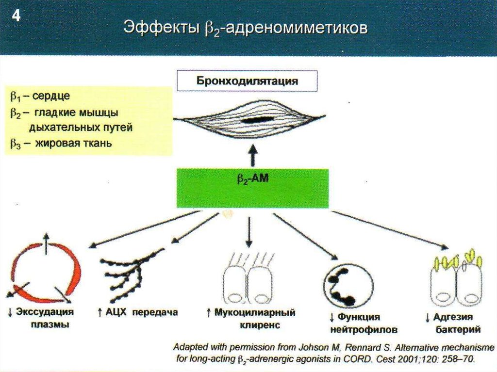 Действие б. Механизм действия бета 2 агонистов. Бета 2 адренорецепторы механизм. Бета2адреномиметик механизм действия. Действие на бета 2 адренорецепторы.