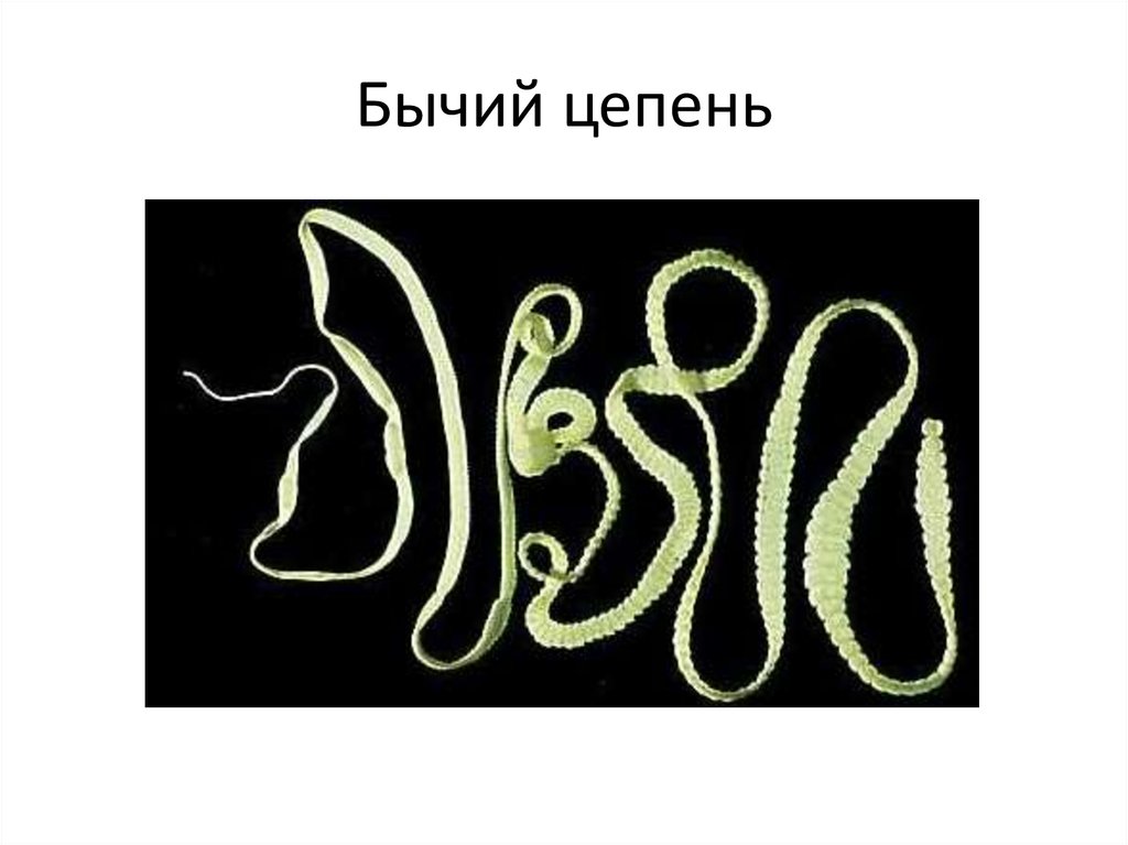 Рисунок бычьего цепня