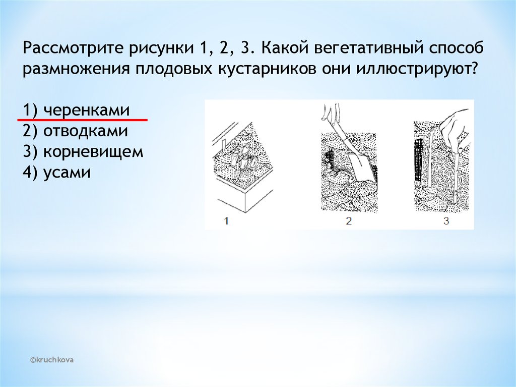 Рассмотрите рисунок к какому типу. Какой способ размножения показан на рисунке. Рассмотрите рисунок какой способ размножения. Тест по теме размножение 9 класс. Какие способы размножения изображены на рисунке 1-3.