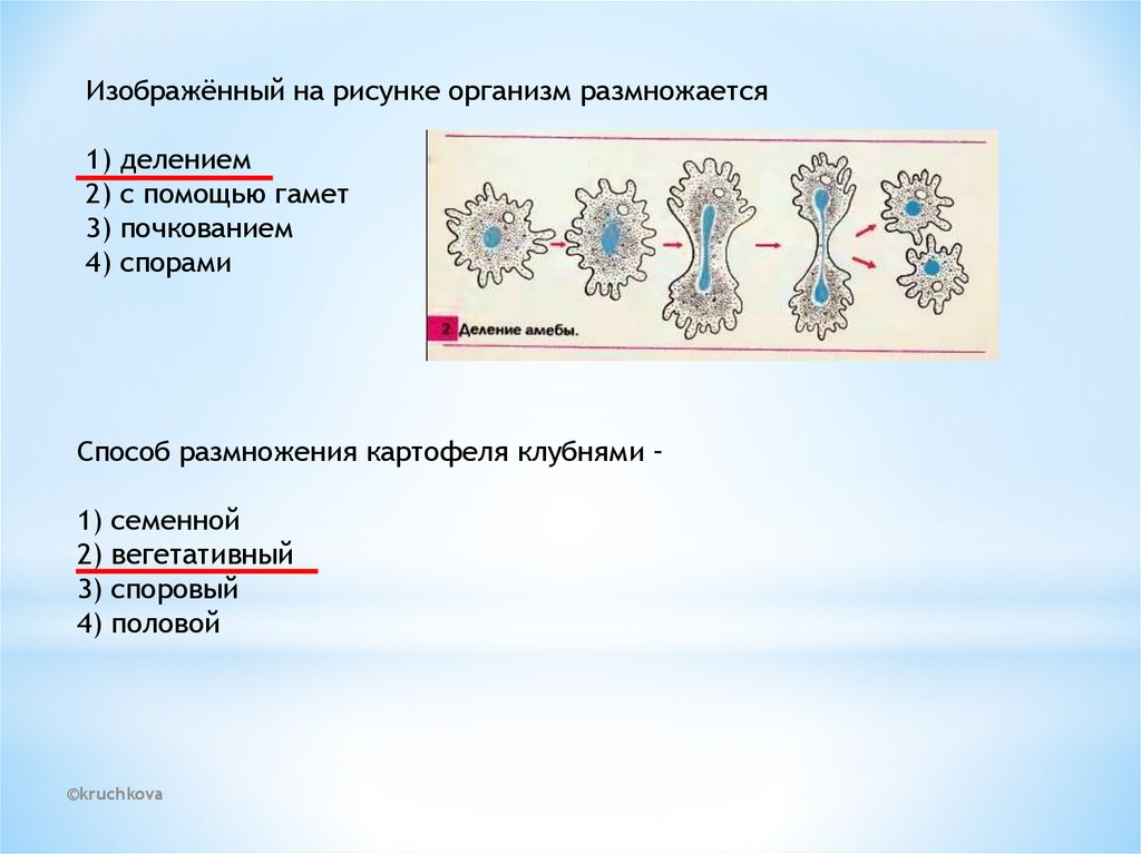 Способ размножения на рисунке называется. Изображённый на рисунке организм размножается. Организмы размножающиеся делением спорами почкованием. Организм изображённый на рисунке размножается с помощью почкования. Изображённый на рисунке организм — это.