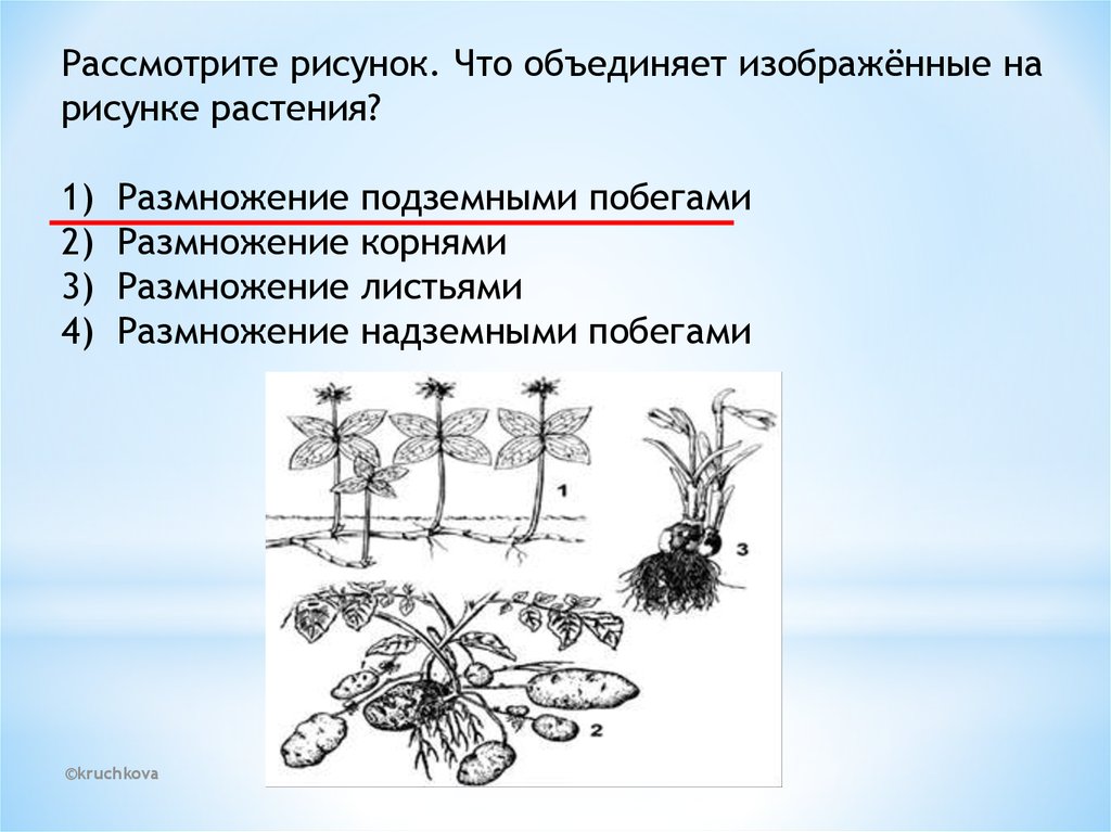 Какой тип размножения изображен на рисунке. Размножение побегами надземными и подземными. Изображённое на рисунке растение размножается: *. Размножение побегами рисунок. Подземные способы размножения.