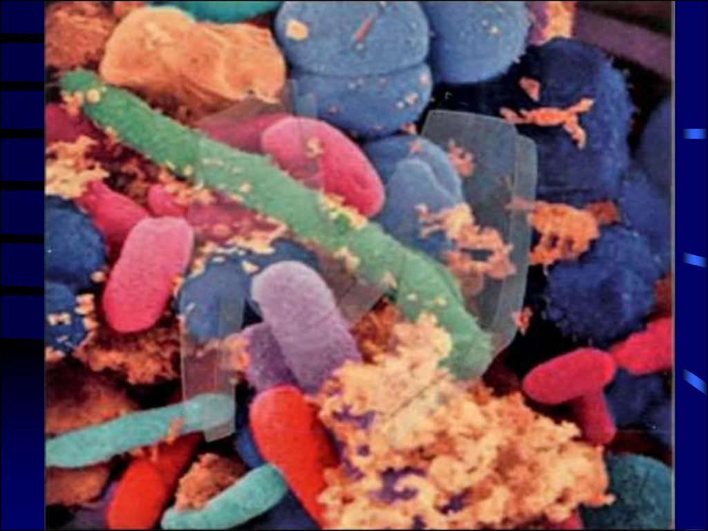 Микроорганизмы женских половых органов. Фото заболеваний женских половых.