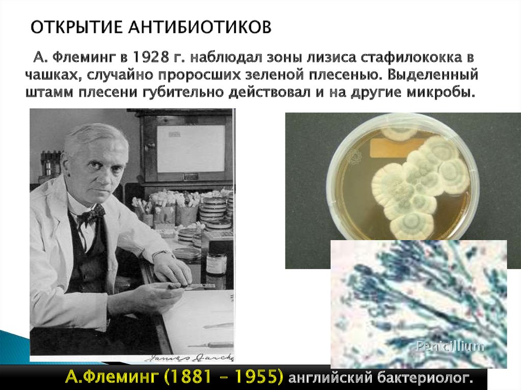 Открытие антибиотиков. Антибиотик 1928 Флеминг. Открытие антибиотиков Александром Флемингом. Александр Флеминг 1928 году зелёная плесень. Флеминг вклад в микробиологию.