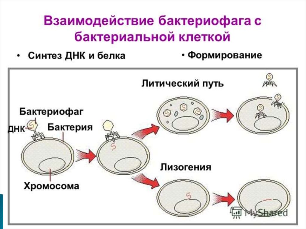 Лизогенный цикл. Взаимодействие бактериофага с бактериальной клеткой. Схема основных этапов взаимодействия фага с бактериальной клеткой. Типы взаимодействия фага с клеткой. Этапы взаимодействия бактериофагов с бактерией.