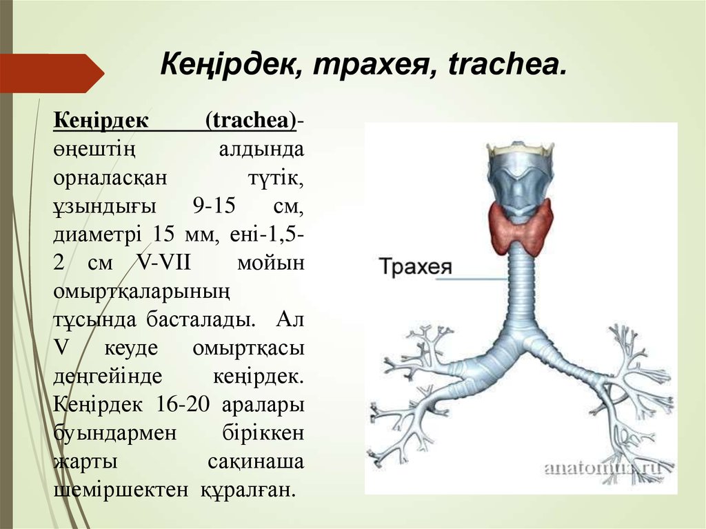 Трахея на рисунке. Строение трахеи. Трахея анатомия человека. Трахея схема строения. Трахея на рисунке человека.