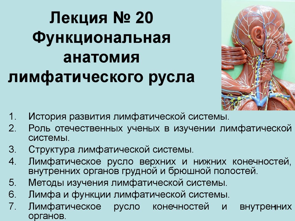 Лекции по анатомии. Функциональная анатомия лимфатической системы. Лимфатическое русло анатомия. Развитие функциональной анатомии лимфатической системы. Лимфатическая система лекция.