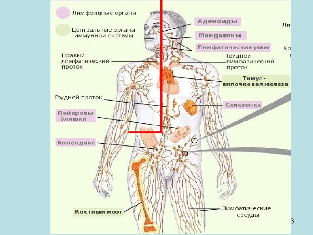 Лимфоидная ткань органы. Лимфатические узлы иммунная система. Органы иммунной системы лимфатические узлы. Периферические лимфатические узлы схема. Системы органов человека лимфатическая система.