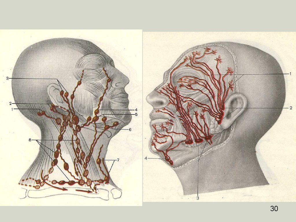 Узлы на затылке. Лимфатические сосуды шеи анатомия. Лимфатическая система шеи топографическая анатомия. Лимфоузлы головы и шеи анатомия. Лимфатические узлы лица анатомия.