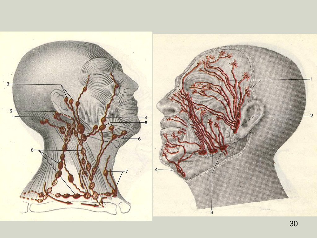 Анатомия головы и шеи. Лимфатическая система лица анатомия. Лимфатическая система головы. Анатомия лимфатической системы лица и шеи.