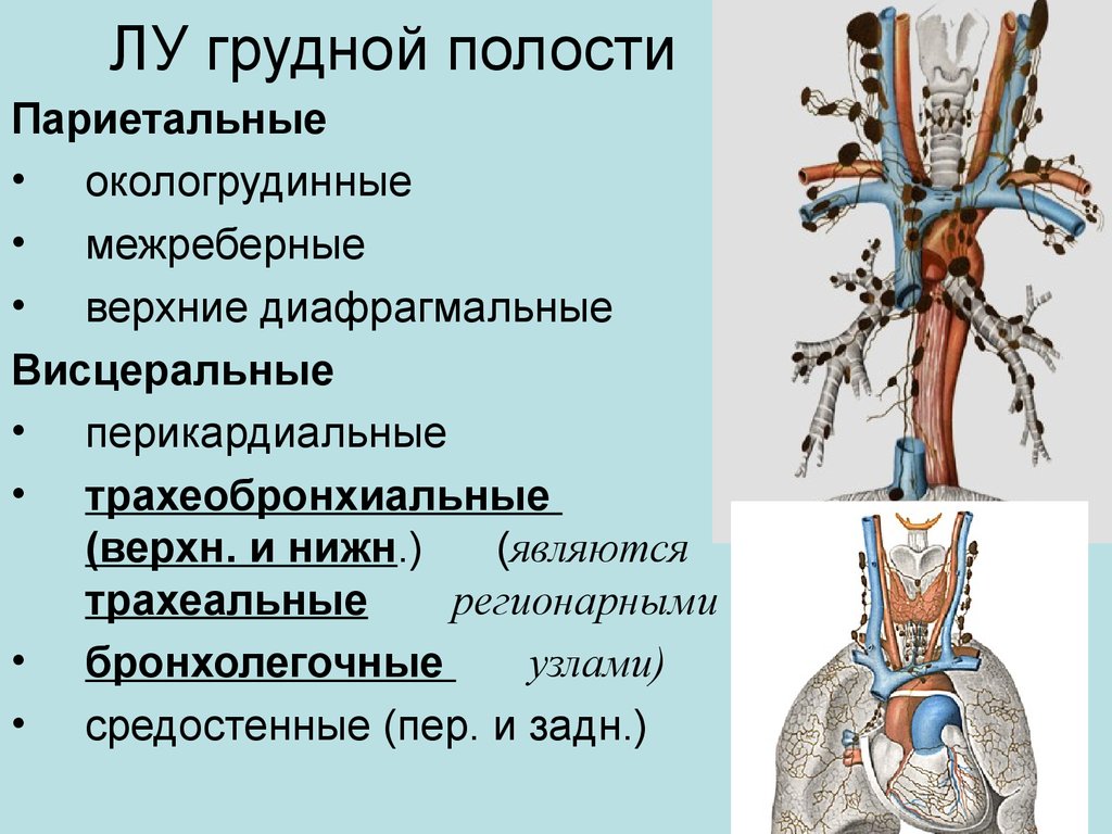 Лимфоузлы средостения схема