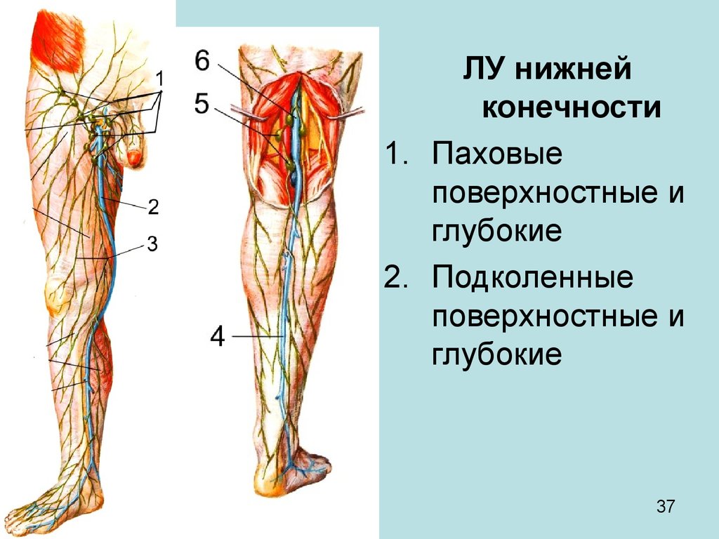 Лимфоузлы на ногах где. Лимфатические узлы нижних конечностей схема. Лимфоузлы бедра нижней конечности. Лимфатические узлы нижней конечности анатомия.