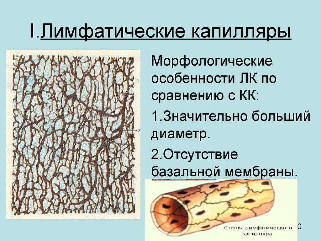 Лимфатические капилляры отсутствуют в. Строение стенки лимфососудов. Строение стенки лимфатического капилляра. Лимфатические капилляры строение. Строение стенки лимфатических сосудов.