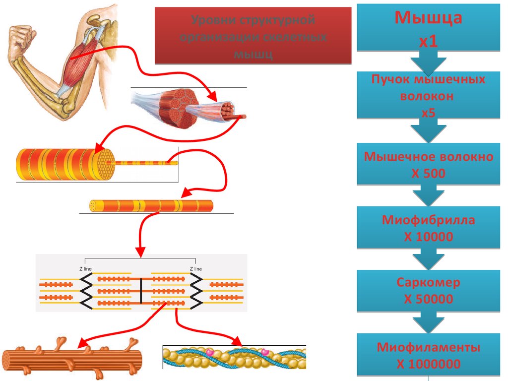 Последовательность мышечных элементов. Энергетика мышечного сокращения схема. Схема мышечного сокращения физиология. Механизм сокращения мышечного волокна. Структурная организация скелетной мышцы.