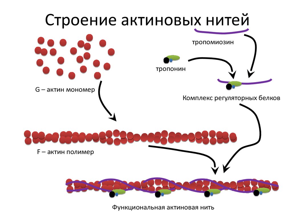 Нити актина. Строение актина и тропонин- тропомиозинового комплекса. Строение тонких (актиновых) нитей. Актин и миозин структура белка. Актин белок структура.