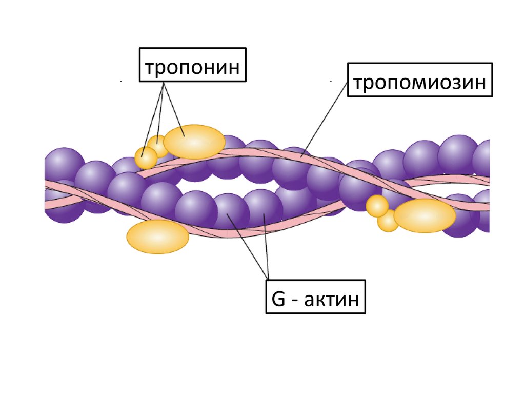 Актин состоит. Тропонин 1. Схема тропонин тропомиозин. Строение актина и тропонин- тропомиозинового комплекса. Глобулярный актин.