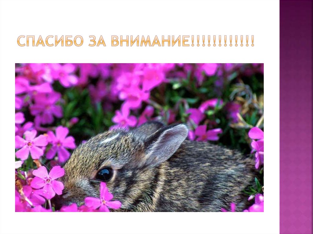 Спасибо за внимание!!!!!!!!!!!!