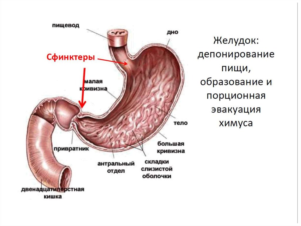 Сфинктеры кишечника человека схема