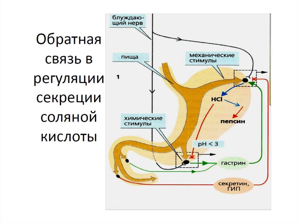 Где находится секреция