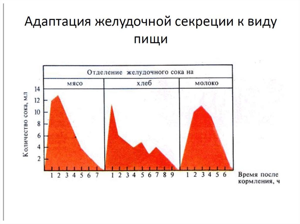 4 нарисуйте кривые желудочной секреции при употреблении основных продуктов мяса хлеба и молока