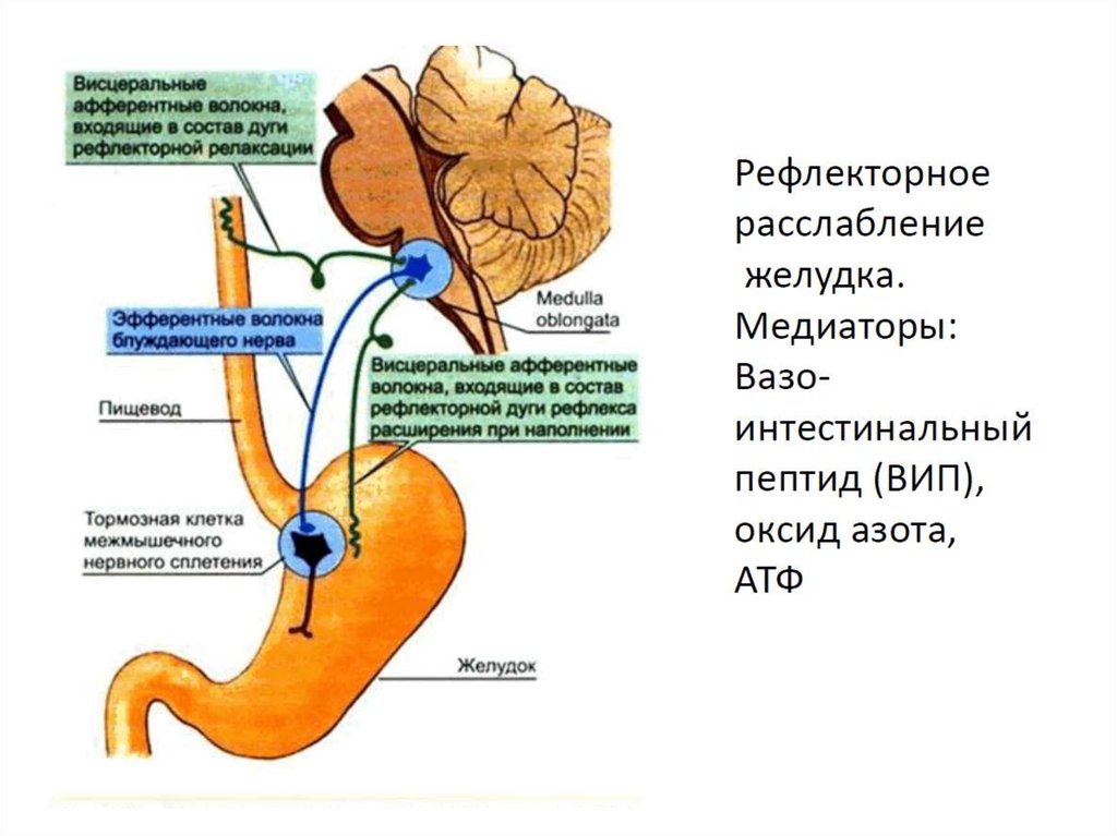 Нервный пищевод. Висцеральная рефлекторная дуга. Рефлекторная дуга пищеварения. Пищеварение в желудке физиология. Механизм рефлекса релаксации желудка.
