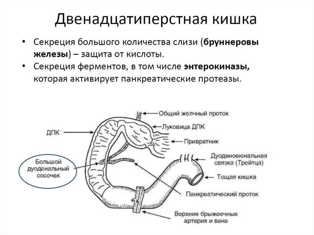 Желчный пузырь 12 перстная кишка