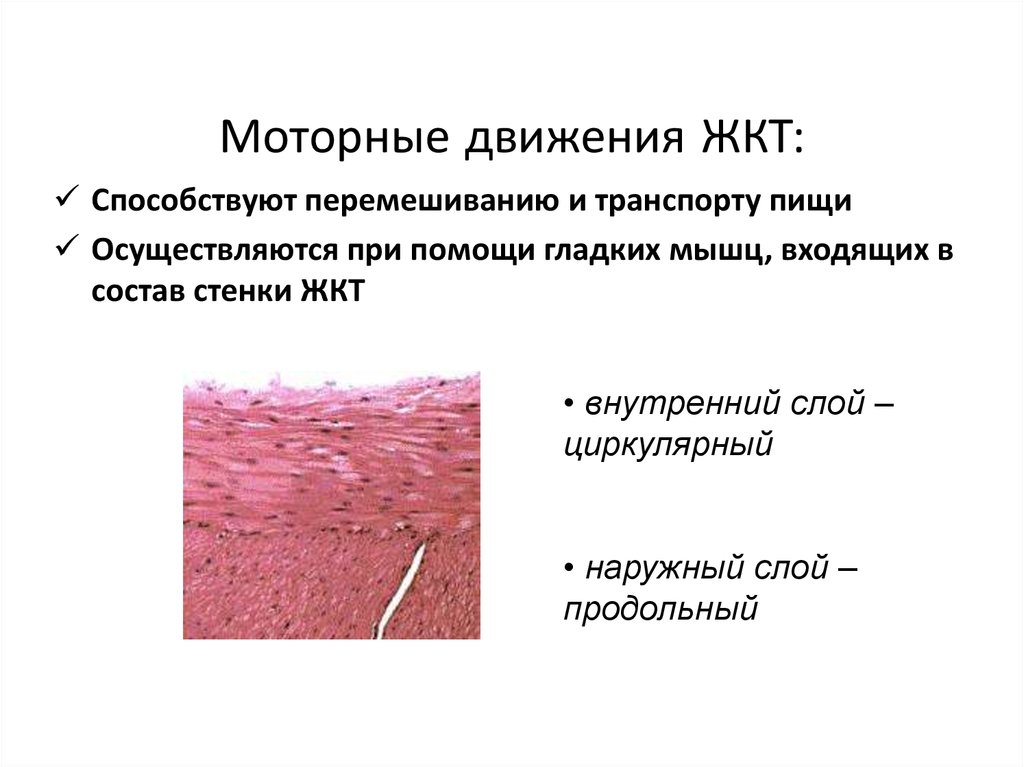 Гладкие мышцы желудка. Моторные движения. Типы сокращений тонкой кишки.