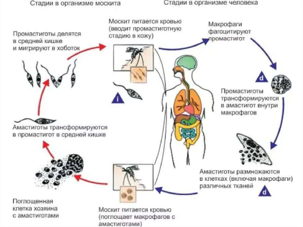 Патогенез малярии схема