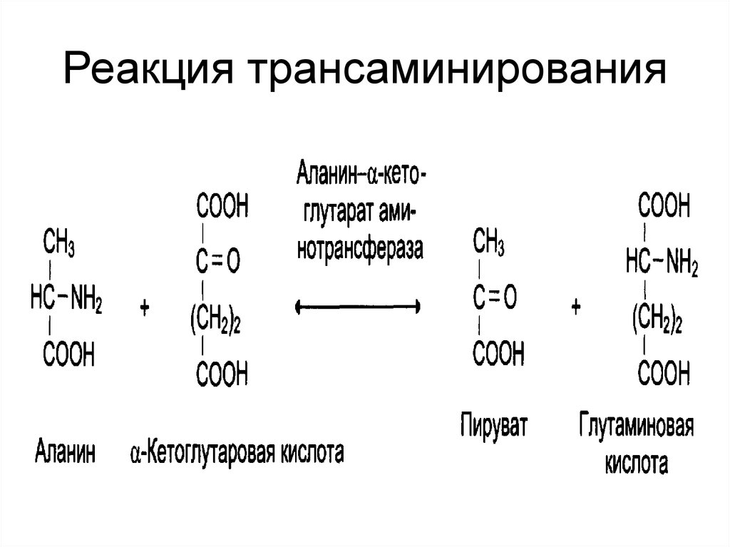 Аминокислоты это ферменты. Трансаминирования Альфа-аланина. Реакция трансаминирования аланина. Ферменты катализирующие процессы трансаминирования. Трансаминирование аланина с -кетоглутаровой кислотой.