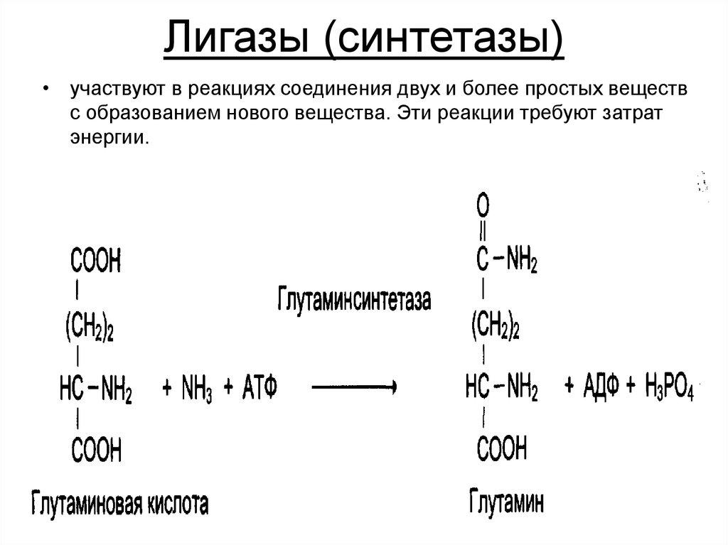 Лигазы это