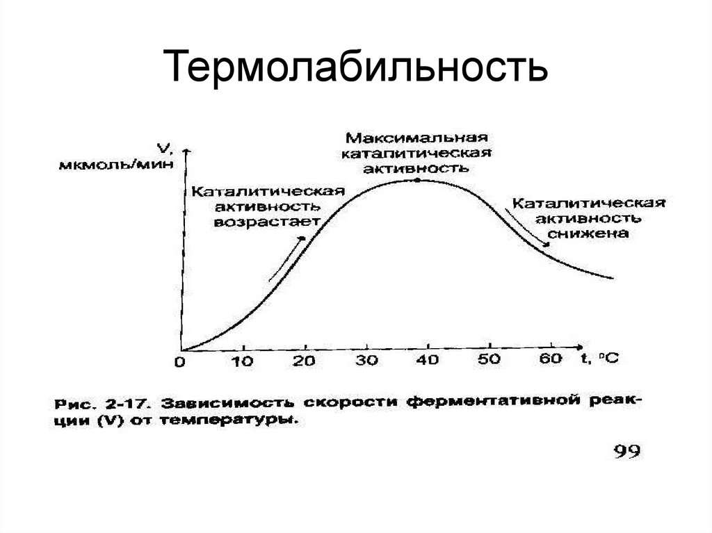 Термолабильность ферментов. Понятие о термолабильности ферментов. Термостабильность ферментов это биохимия. Термолабильность ферментов график.