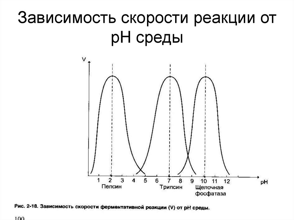 Графики активности ферментов. Скорость ферментативной реакции от PH. Зависимость скорости ферментативной реакции от PH среды. Зависимость скорости ферментативной реакции от температуры и РН. Зависимость скорости ферментативной реакции от кислотности среды.