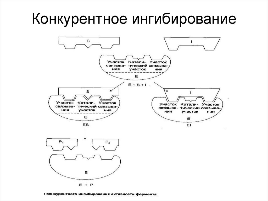 Конкурентное ингибирование ферментов. Схема ингибирования фермента. Схема конкурентного ингибирования активности фермента. Конкурентное ингибирование ферментов схема. Схема конкурентного и неконкурентного ингибирования.