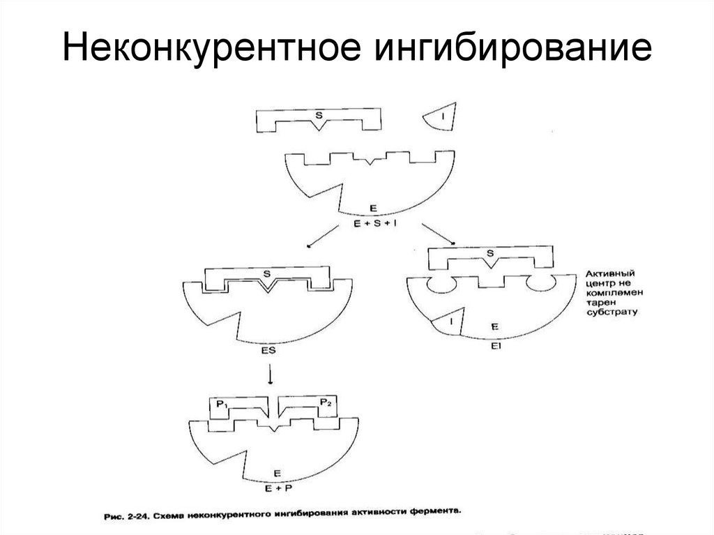 Неконкурентное ингибирование схема