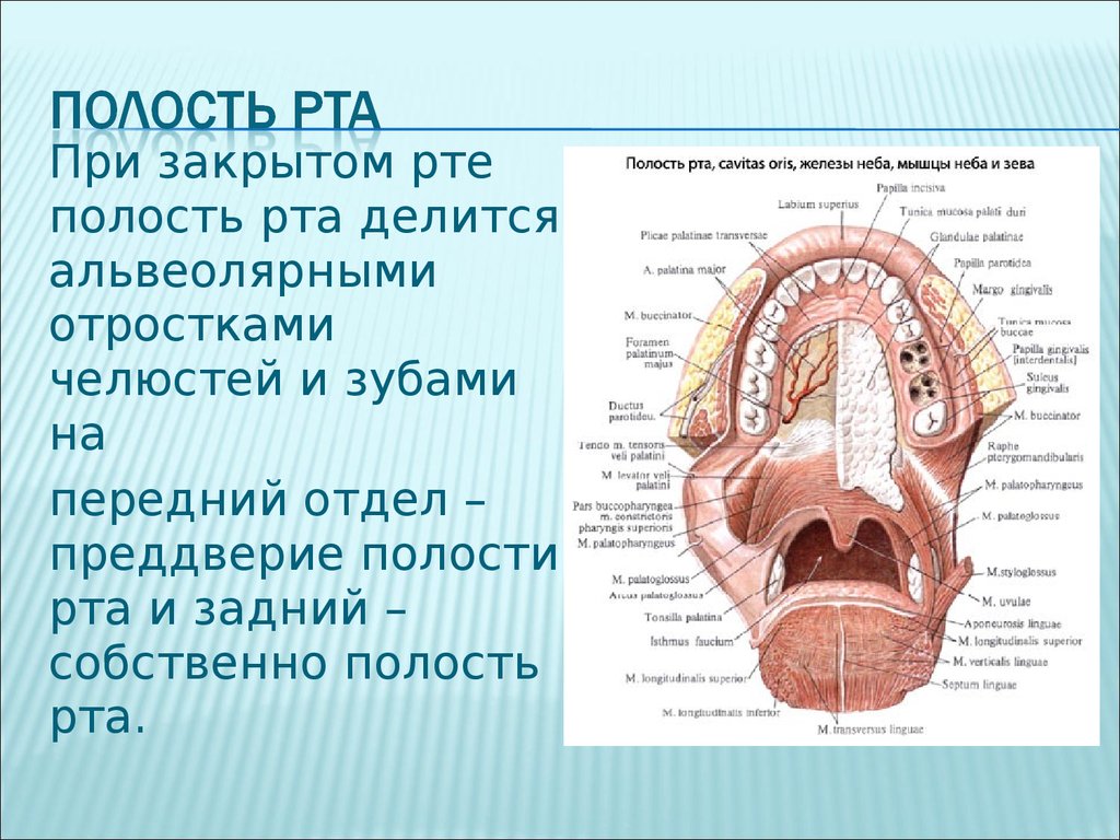 Ротовая полость форма. Ротовая полость строение анатомия. Ротовая полость анатомия Синельников. Ротовая полость (органы, строение стенок). Анатомия роьовой полост.