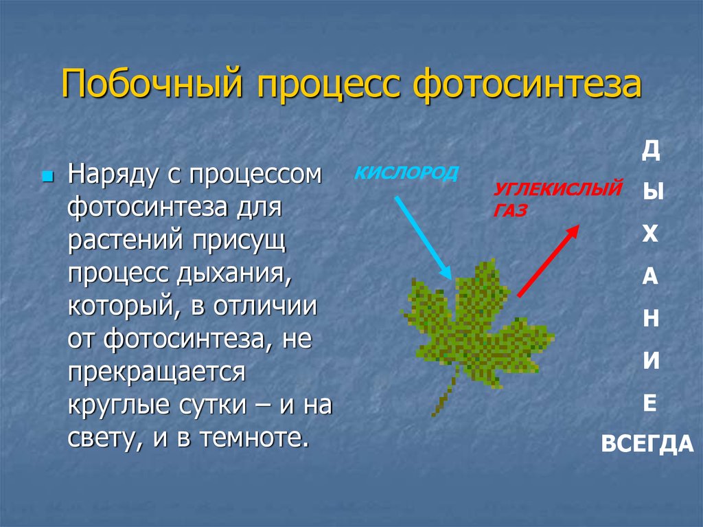 Влияние условий окружающей среды на процесс фотосинтеза презентация