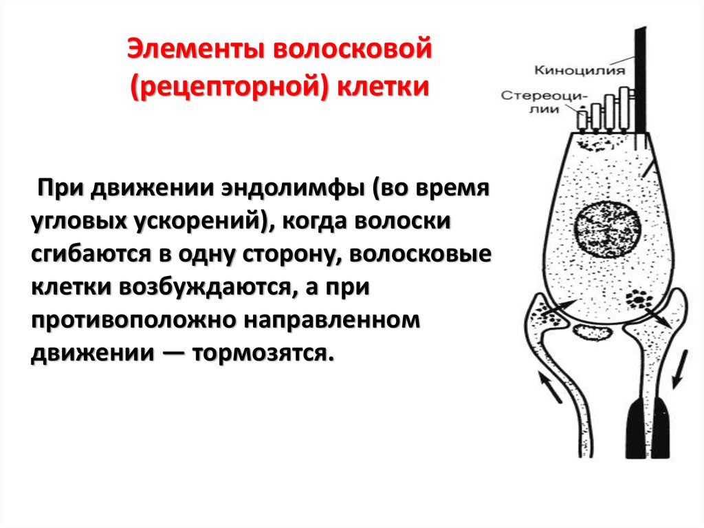 Волоски волосковых клеток