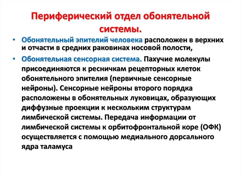 Периферический отдел. Периферический (рецепторный) отдел обонятельной сенсорной системы.. Рецепторный отдел обонятельной сенсорной системы. Проводниковый и Центральный отделы обонятельной сенсорной системы. Периферический отдел сенсорной системы.